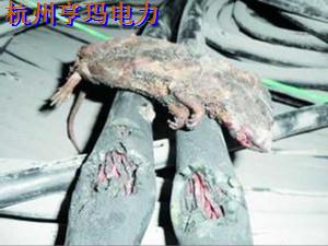 H)WN$(T]OYGH_5CWEA]~Z5M_副本